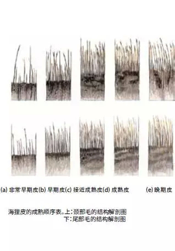 毛皮技术手册一次看懂六种北美野生原皮