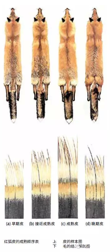 毛皮技术手册一次看懂六种北美野生原皮